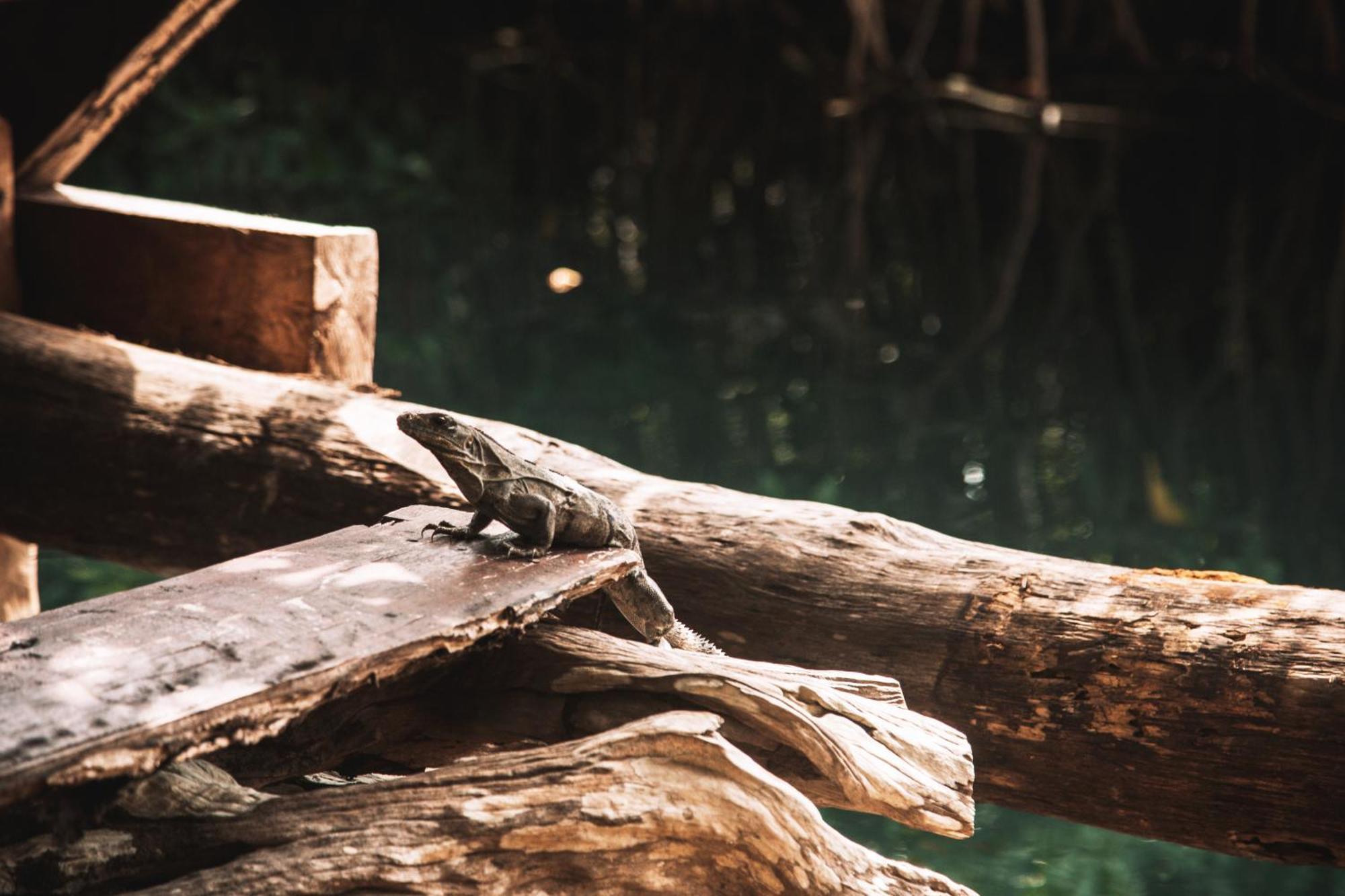 Готель Uman Glamping & Cenote Тулум Екстер'єр фото